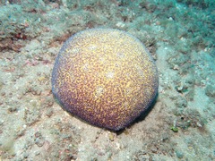 Culcita novaeguineae