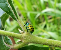 Diabrotica limitata