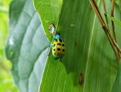 Diabrotica limitata