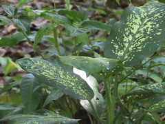 Dieffenbachia