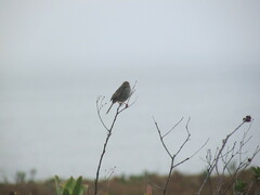 Cisticola subruficapilla