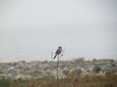 Cisticola subruficapilla