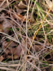 Agrostis stolonifera