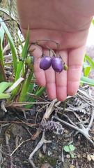 Dianella intermedia