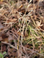 Agrostis stolonifera