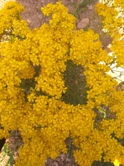 Aurinia saxatilis