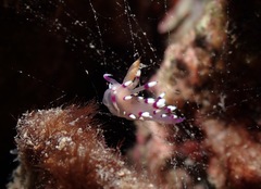 Coryphellina exoptata