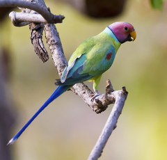 Psittacula cyanocephala