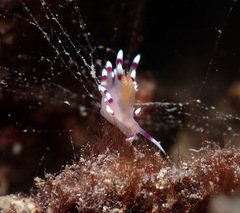 Coryphellina exoptata