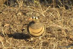 Pterocles lichtensteinii