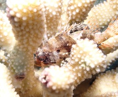 Dendrochirus barberi