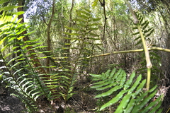 Blechnum chilense