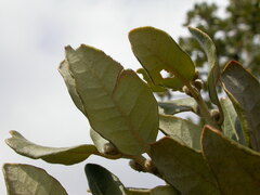 Quercus ilex