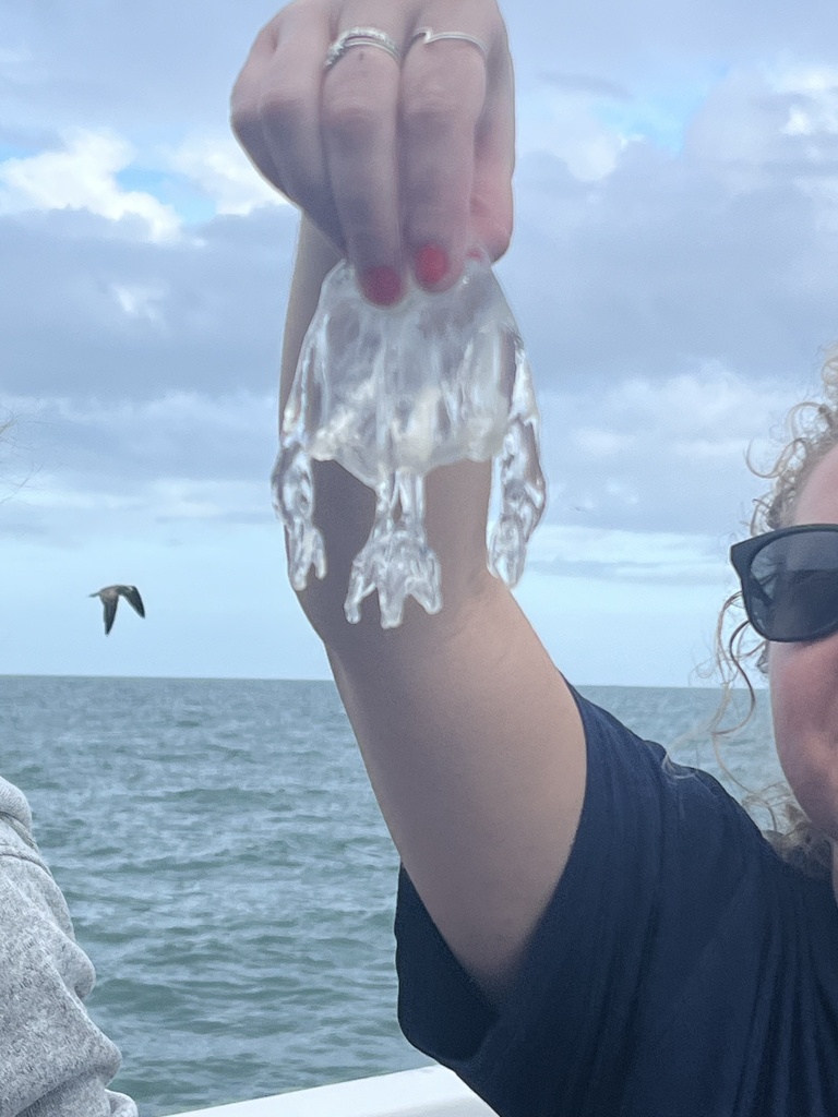 Fourhanded Box Jelly from North Atlantic Ocean, NC, US on October 31