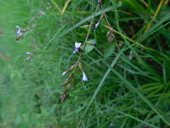 Plumbago pulchella