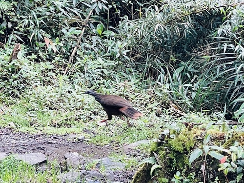 Bearded Guan (Penelope barbata), photo 5