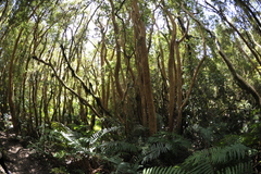 Luma apiculata
