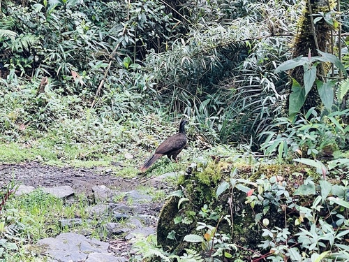 Bearded Guan (Penelope barbata), photo 6