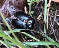 Pleocoma dubitabilis dubitabilis