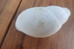 Megalobulimus