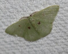 Comostola leucomerata