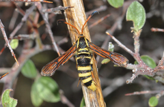 Synanthedon arizonensis