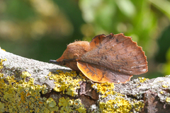 Gastropacha quercifolia