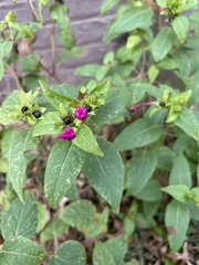 Mirabilis