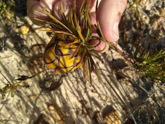 Protea witzenbergiana