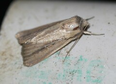 Leucania stenographa