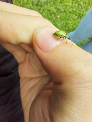 Diabrotica decempunctata