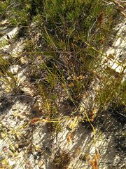 Protea witzenbergiana
