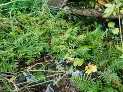 Pleopeltis thyssanolepis