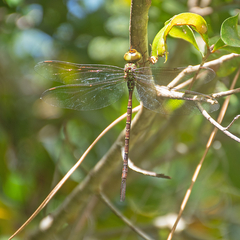 Triacanthagyna trifida