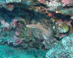 Plagiotremus ewaensis