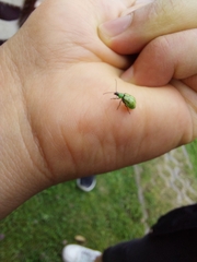 Diabrotica decempunctata