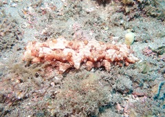 Stichopus pseudohorrens