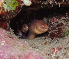 Gymnothorax melatremus