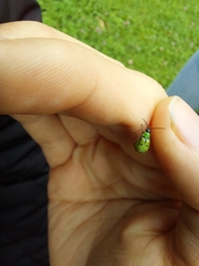 Diabrotica decempunctata