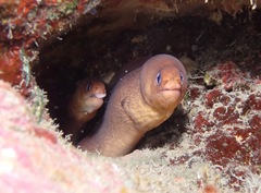 Gymnothorax melatremus