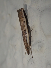 Orocrambus