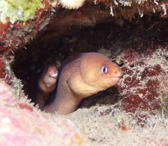 Gymnothorax melatremus