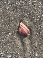Balanomorpha
