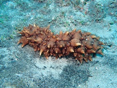 Stichopus pseudohorrens