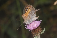 Lasiommata