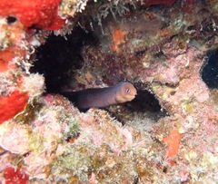 Gymnothorax melatremus