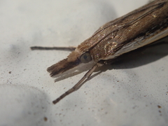Orocrambus