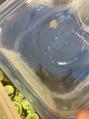 Phascolopsis gouldii