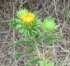 Grindelia nuda