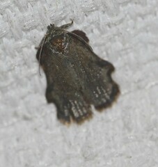 Exeristeboda exeristis